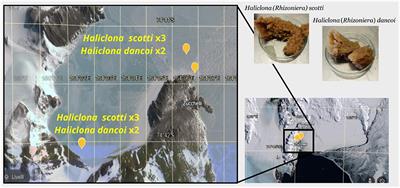 Chemical and microbiological insights into two littoral Antarctic demosponge species: Haliclona (Rhizoniera) dancoi (Topsent 1901) and Haliclona (Rhizoniera) scotti (Kirkpatrick 1907)